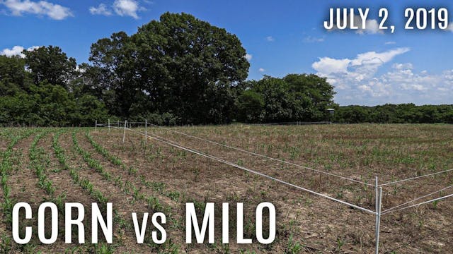 Winke's Blog: Corn vs Milo – Which is...