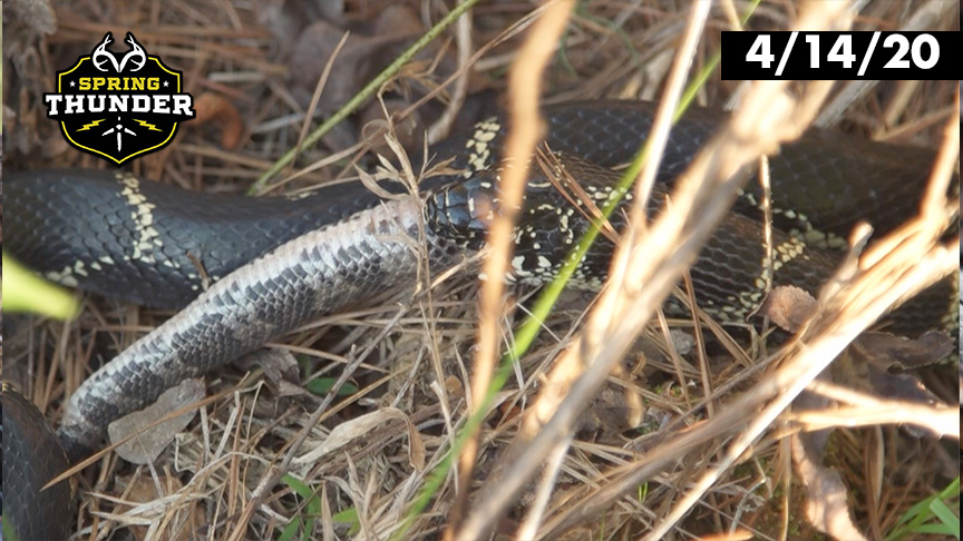 Kingsnake vs. Rattlesnake | Which One Wins? | Realtree Spring Thunder