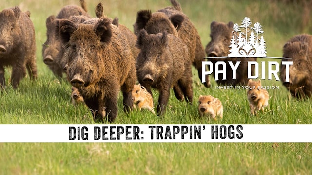 Dig Deeper: Trapping Hogs with Remote Control Traps
