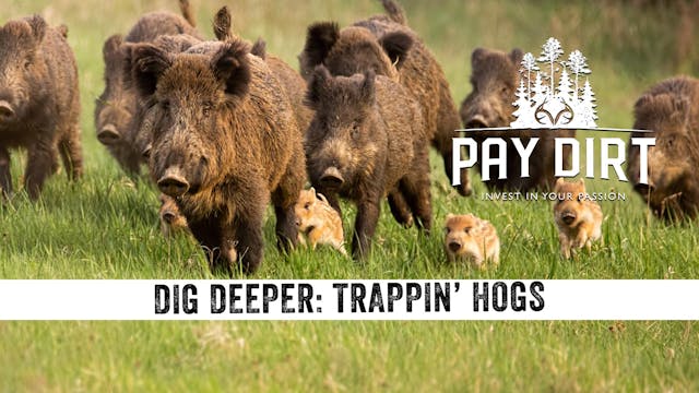 Dig Deeper: Trapping Hogs with Remote...