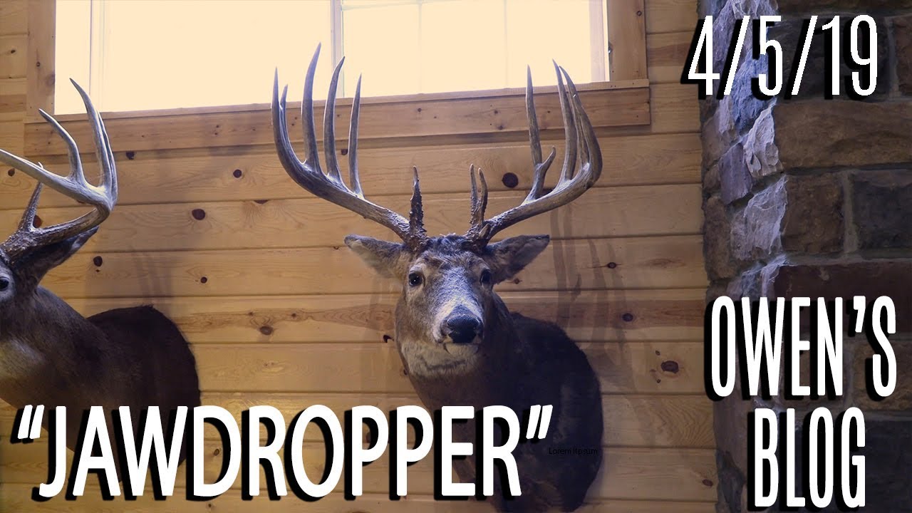 Owen's Blog: Story of Jawdropper, Timber Stand Improvement