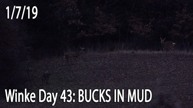 Winke Day 43: Bucks in Mud