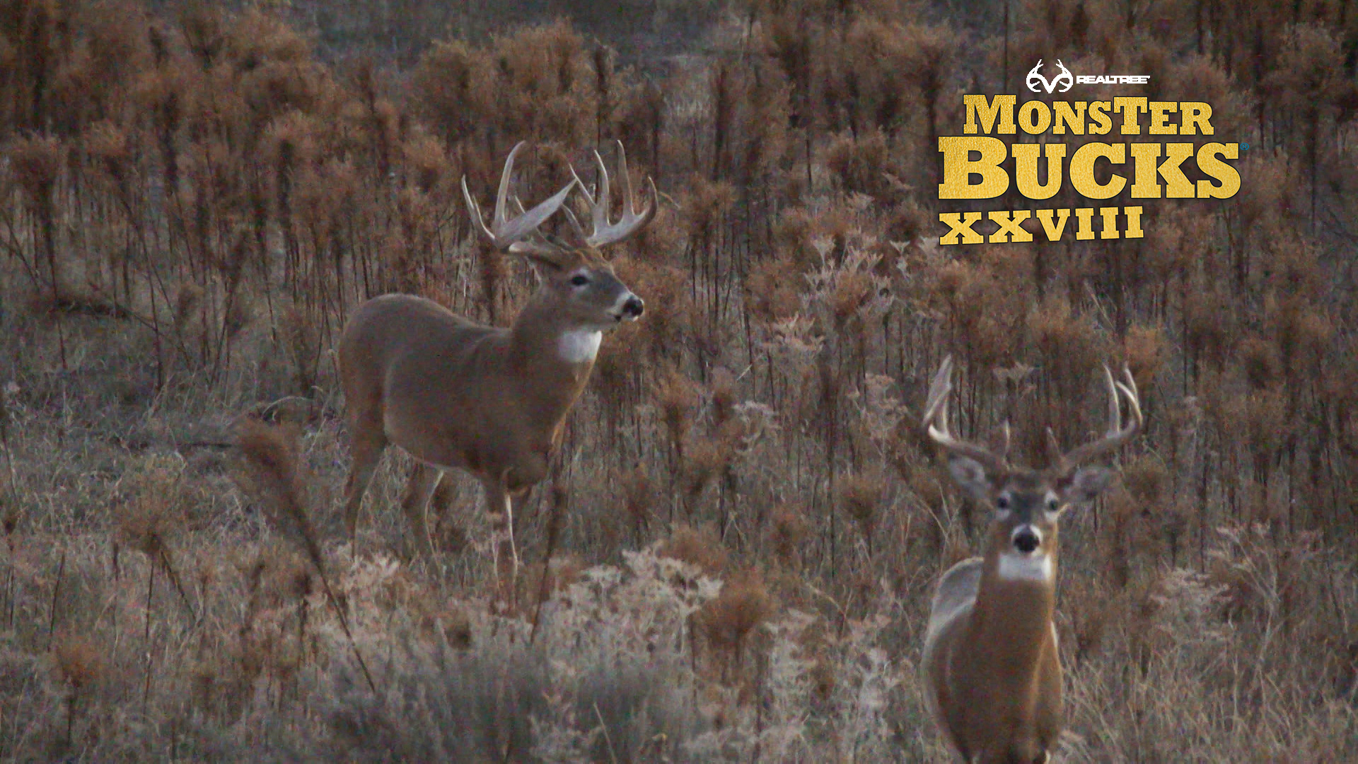 Jeff Danker's Huge Oklahoma Monster | Realtree's Monster Bucks