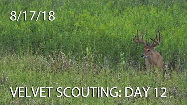 Winke's Blog: Velvet Scouting Day 12