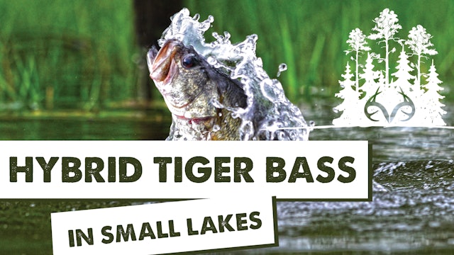 Dig Deeper: Hybrid Tiger Bass for Small Lakes