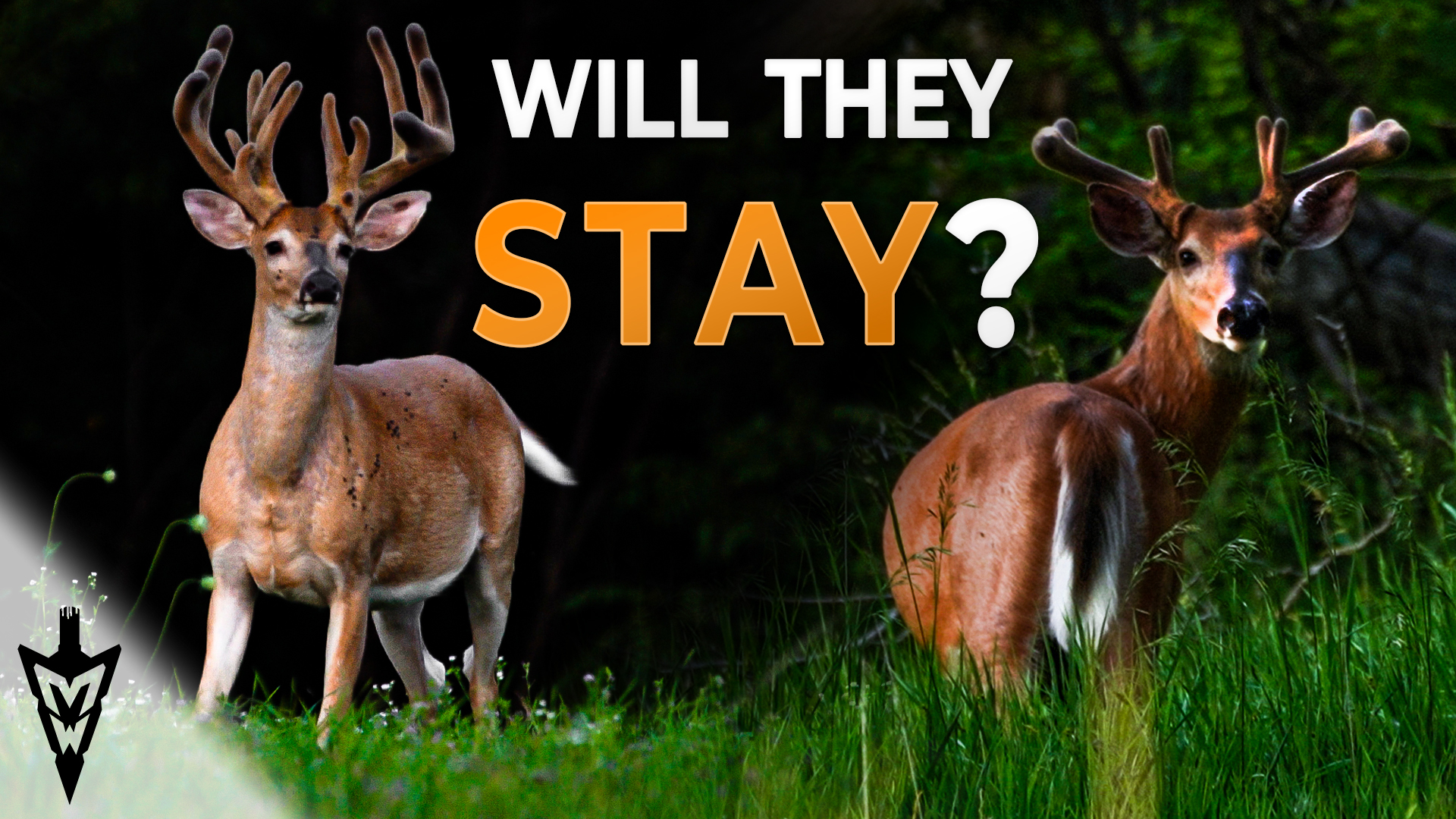 Velvet Bucks Now: What It Means For Hunting Season