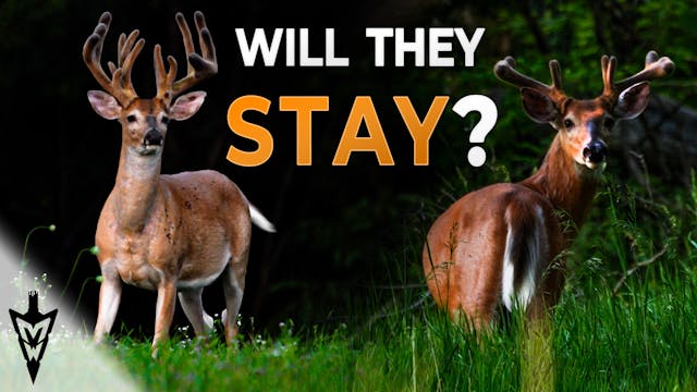 Velvet Bucks Now: What It Means For H...