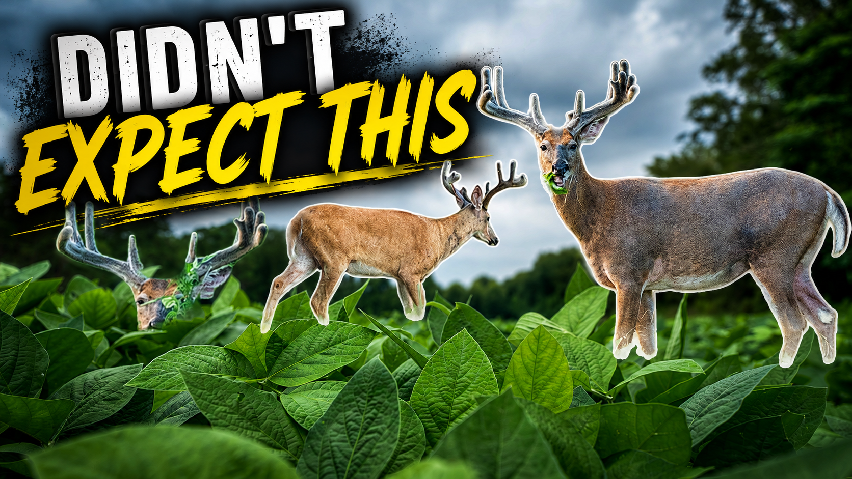 Did NOT Expect this on the FIRST NIGHT Scouting! Getting ready for bow season!!