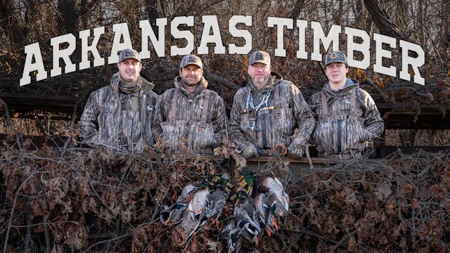 Duck Hunting Arkansas | Mallards in t...