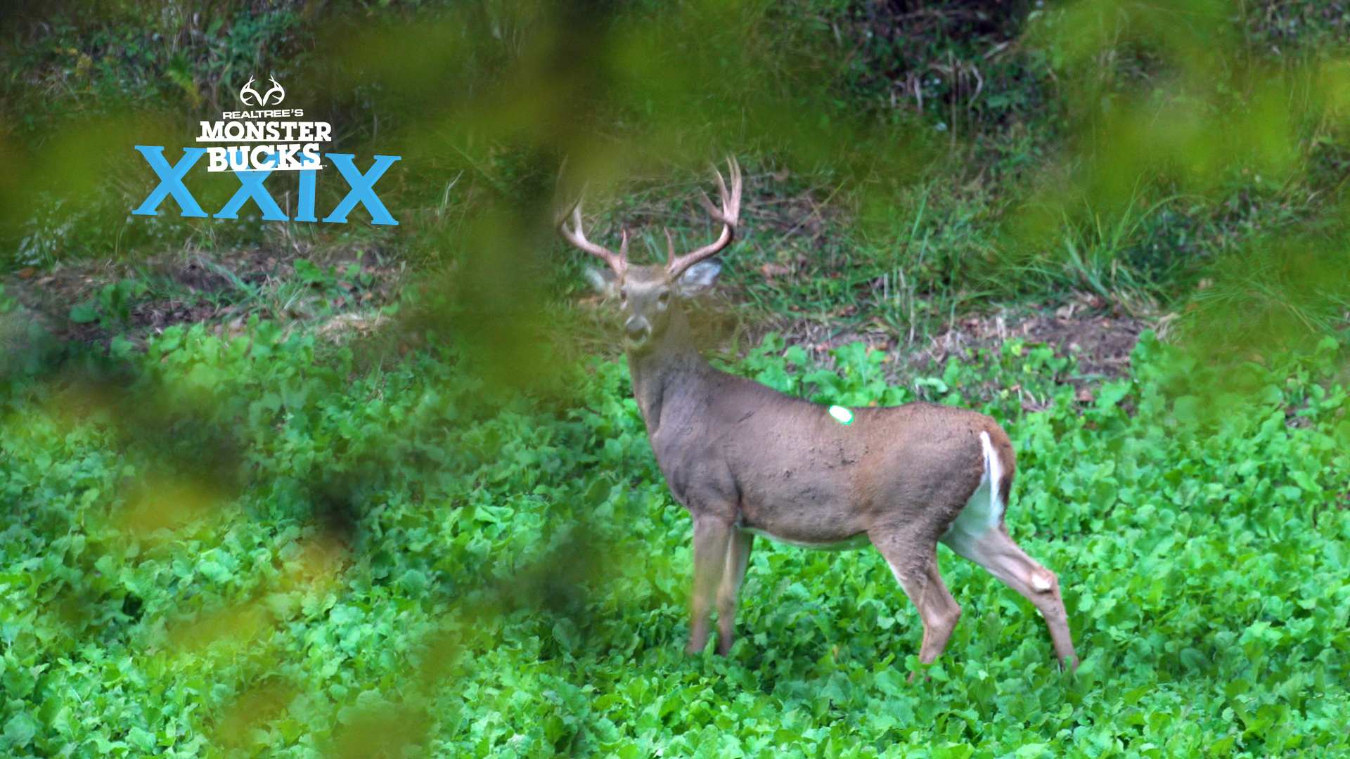 David Blanton's Monster Buck Miss | Monster Bucks 2021