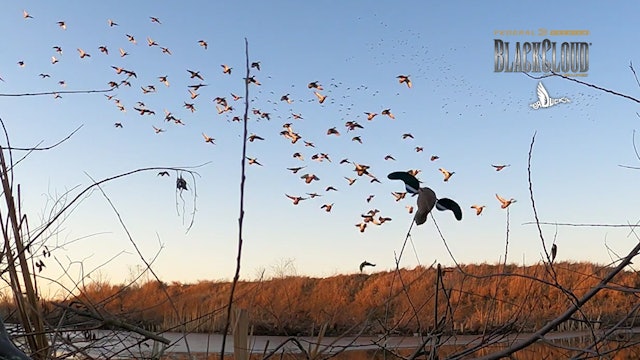 A Return to the Duck Cave | Fishing for Mallards | Black Cloud