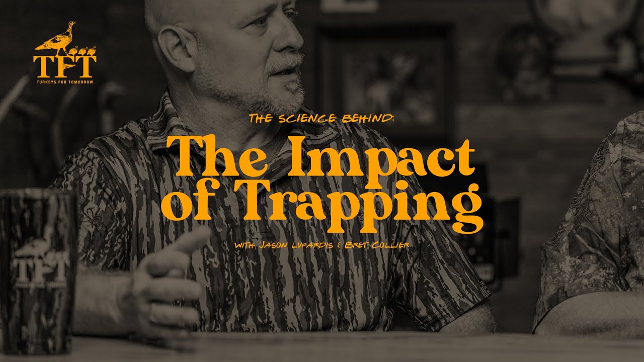 Impacts of Trapping on Wildlife (with Turkeys for Tomorrow) | The Advantage