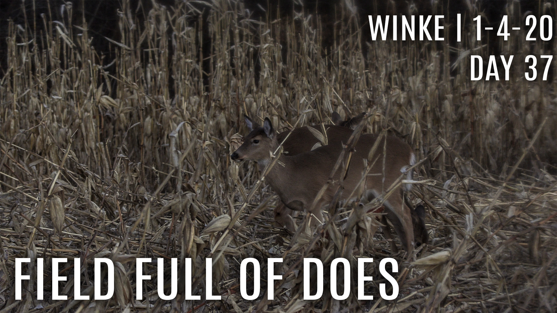 Winke Day 37: A Field Full of Does