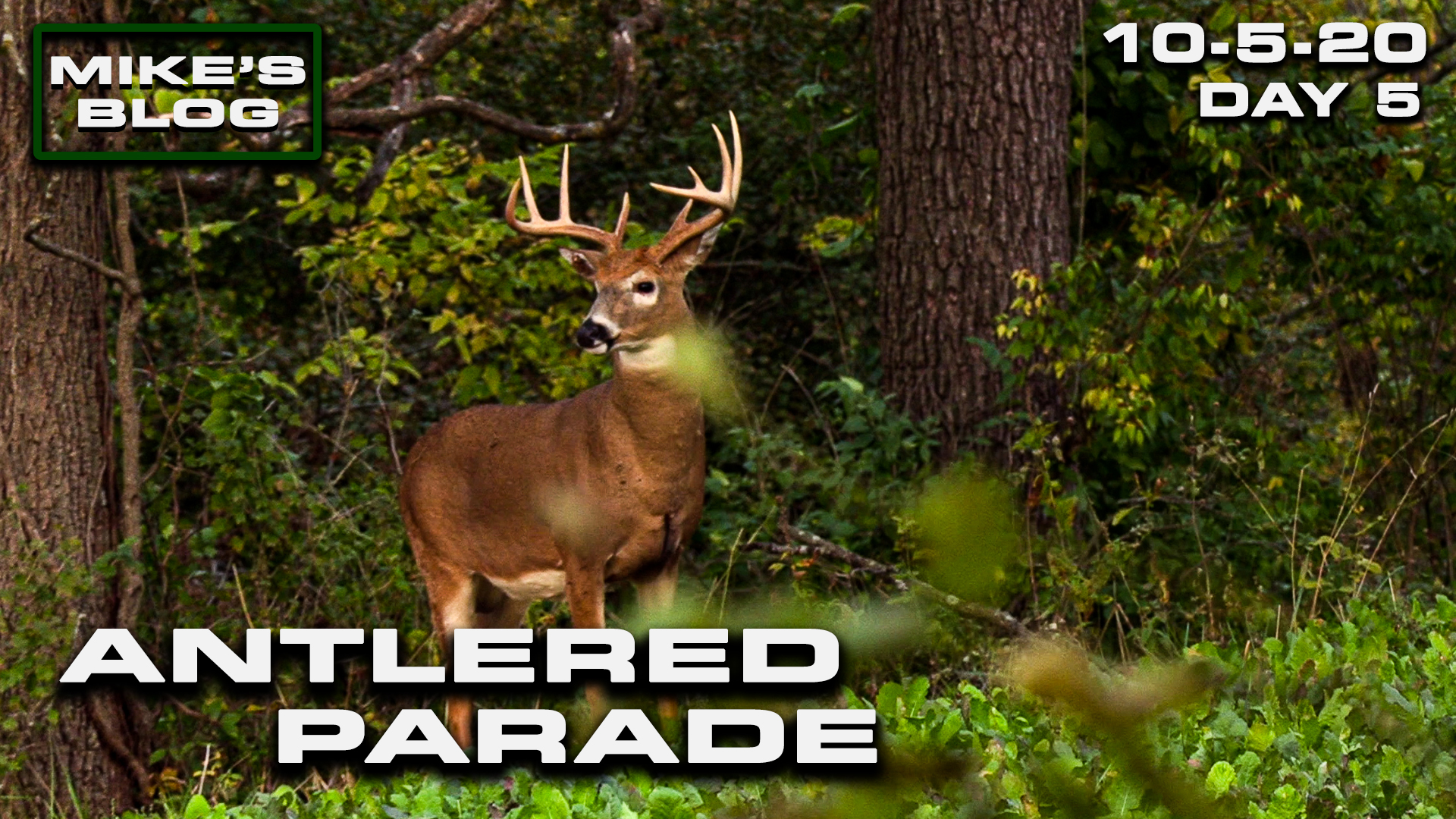 Mike's Blog: An Antler Parade | Iowa Bucks Everywhere