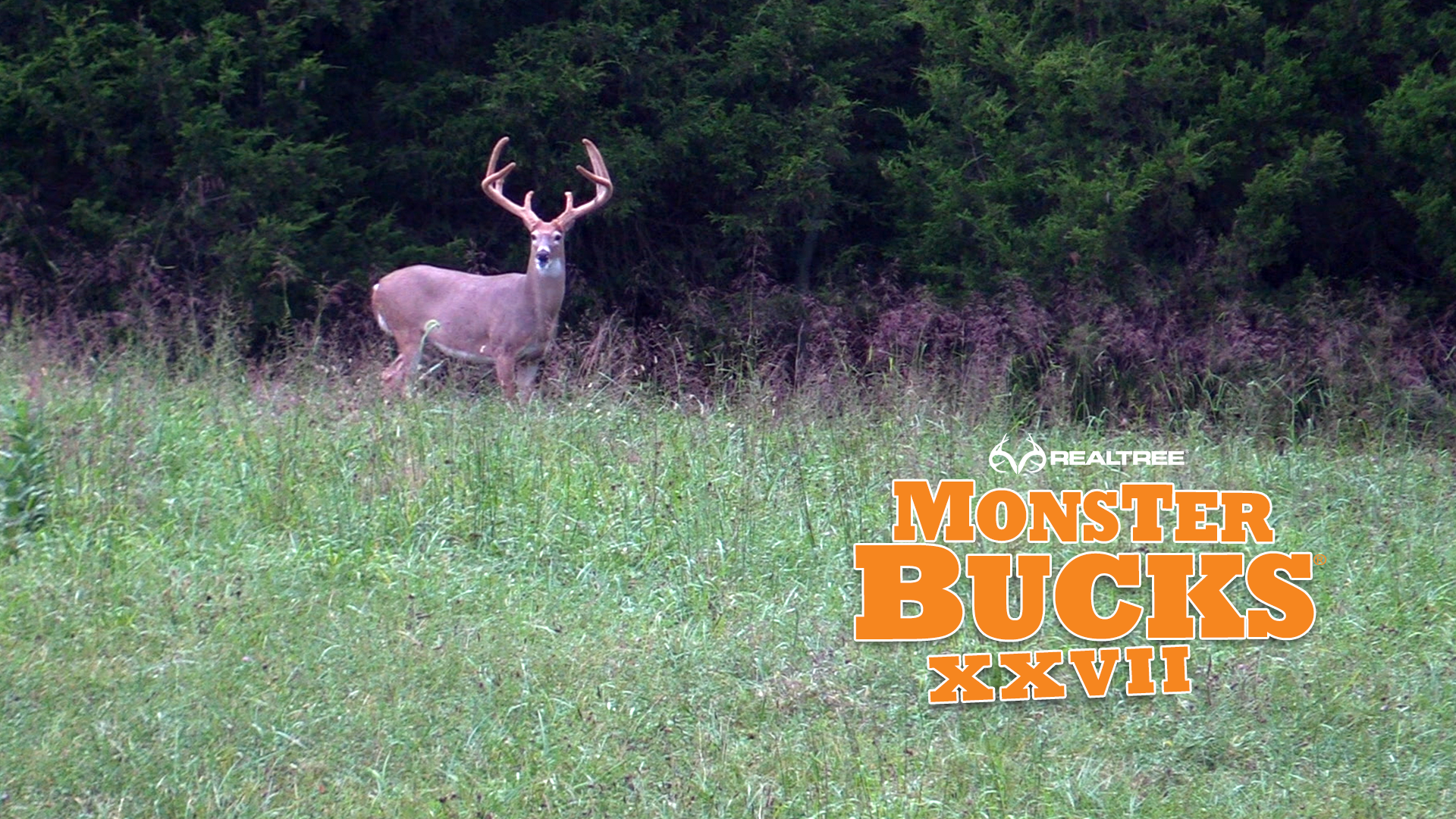 Josh Honeycutt's Kentucky Velvet Monster