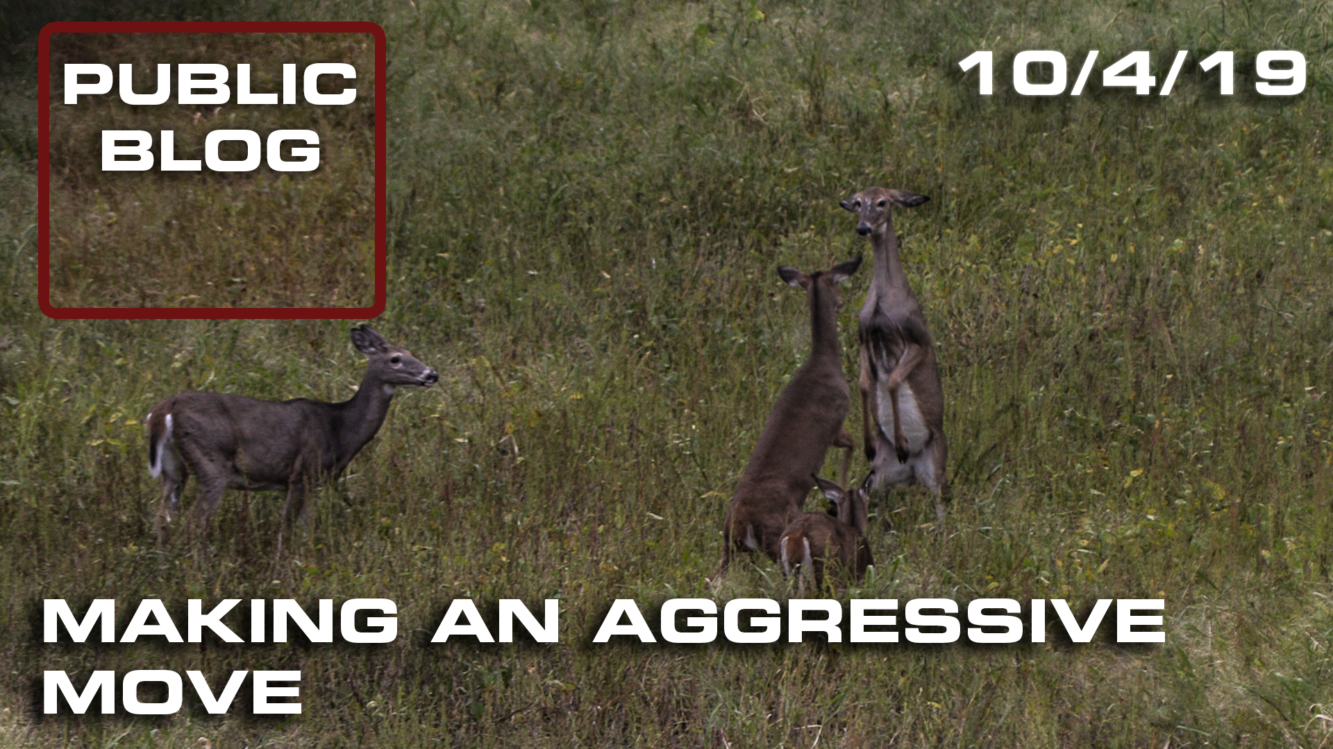 Public Land Blog | Making an Aggressive Move 