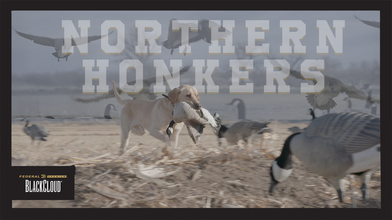 Canadas in the Decoys | Goose Hunting with Chad Belding | Black Cloud
