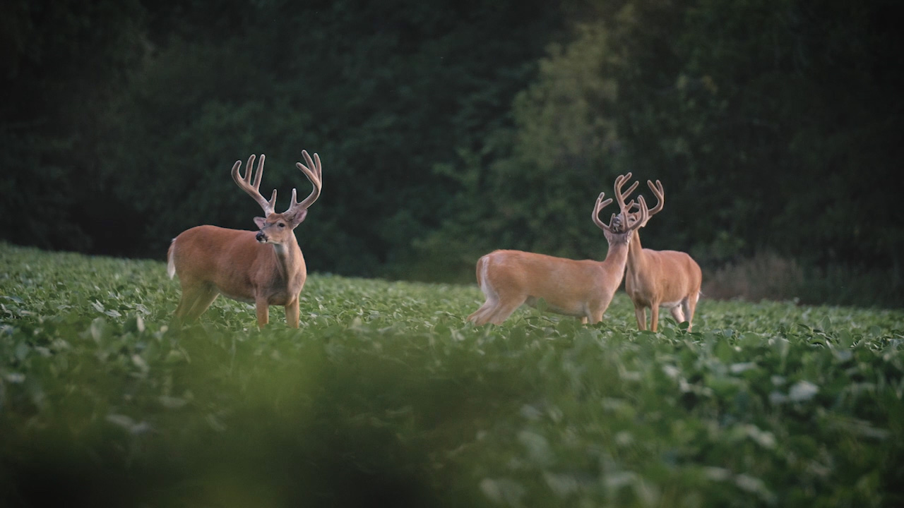 9-4-17: Hunting the “Old 8”, Food Plot Progress | Midwest Whitetail