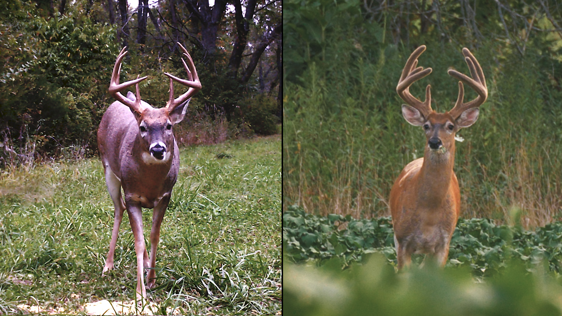 8-28-17: Targeting “Tight Rack” | Scouting Public Land Buck Beds