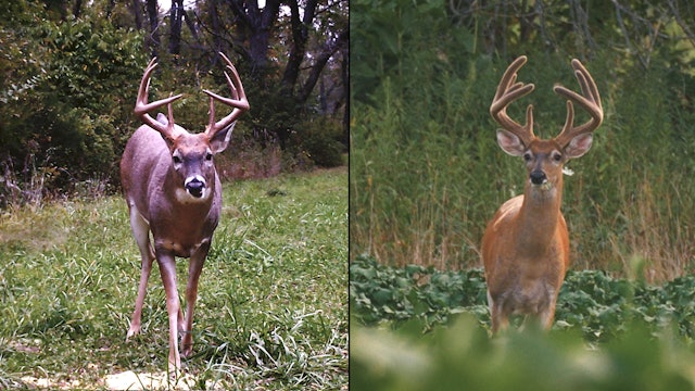 8-28-17: Targeting “Tight Rack” | Scouting Public Land Buck Beds
