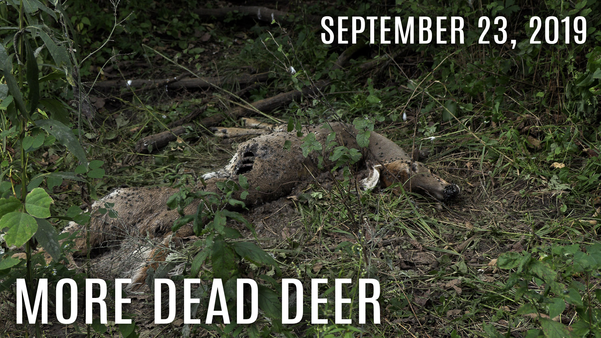 Winke's Blog: Pulling Cards, Dead Deer