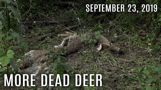 Winke's Blog: Pulling Cards, Dead Deer