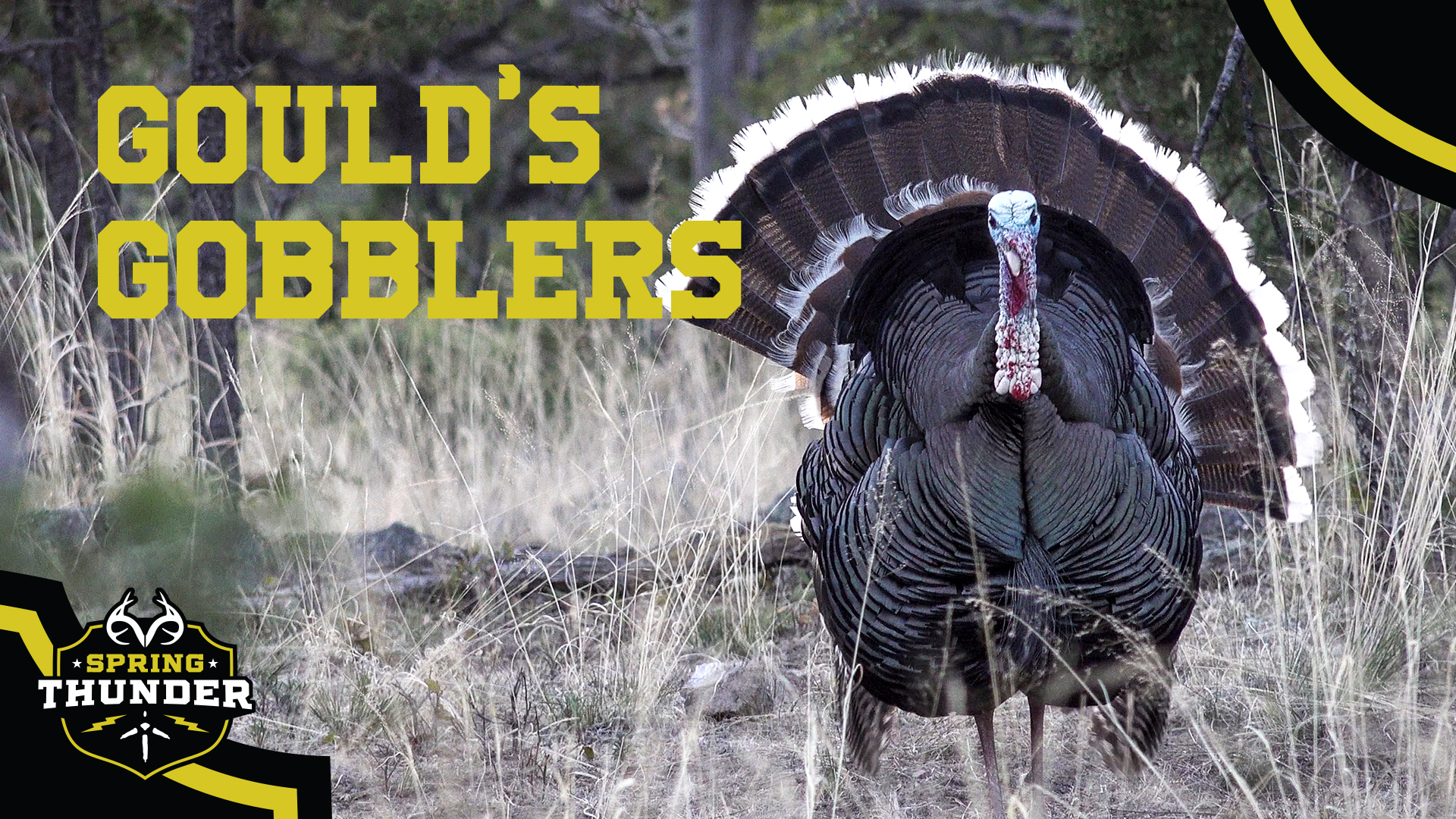 Hunting Gould's Gobblers in Mexico | Monster Gobblers | Spring Thunder