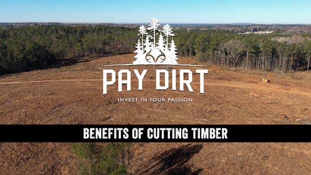 Dig Deeper: Benefits of Cutting Timber