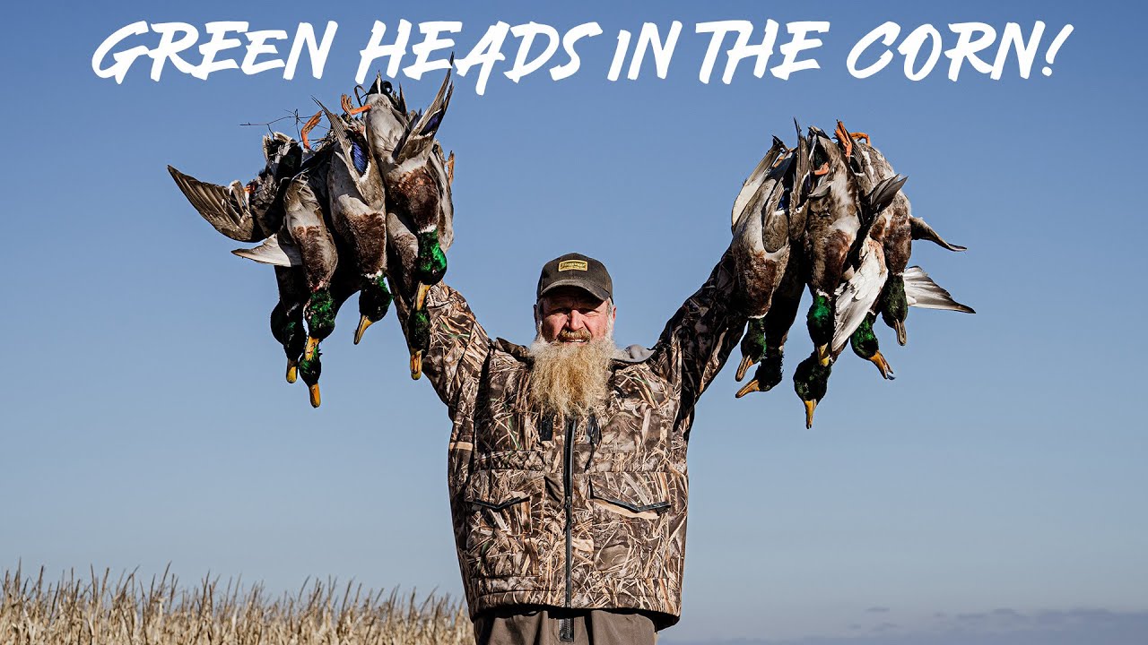 Mallards In The Flooded Corn! _ Dr Duck