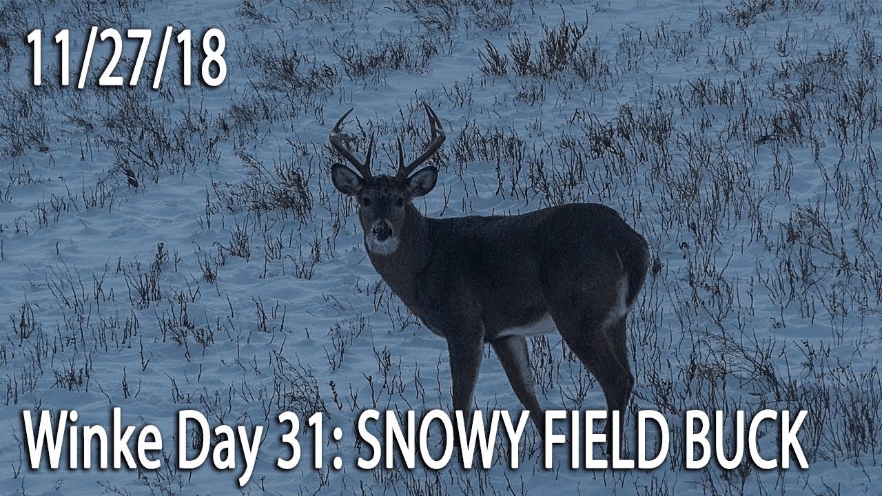 Winke Day 31: Snowy Field Bucks