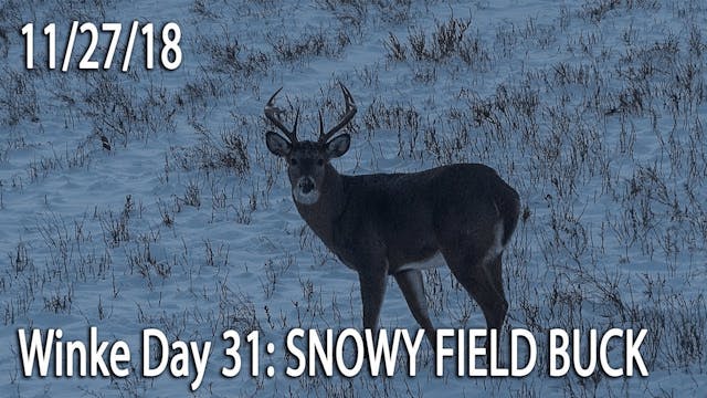 Winke Day 31: Snowy Field Bucks