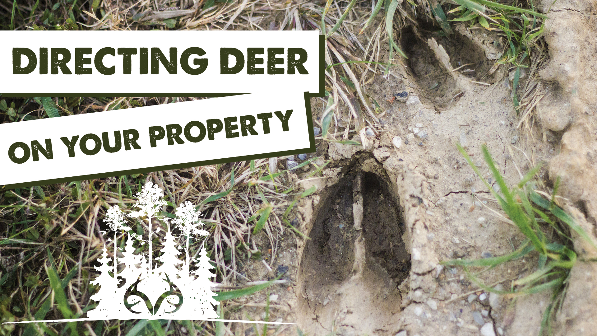 How to Direct Deer Traffic | Land Management Tips for Whitetails | Pay Dirt