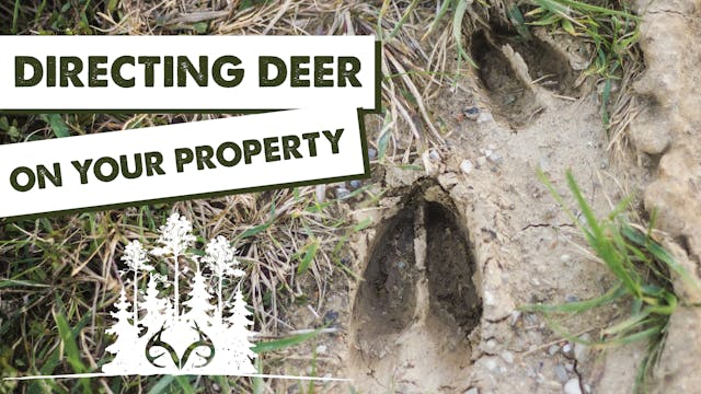 How to Direct Deer Traffic | Land Man...