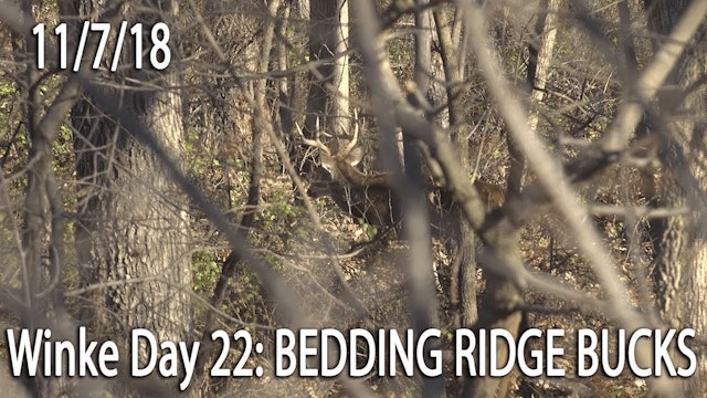Winke Day 22: Big 7- Bedding Ridge Bucks