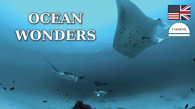 Ocean Wonders - English - 3 Days