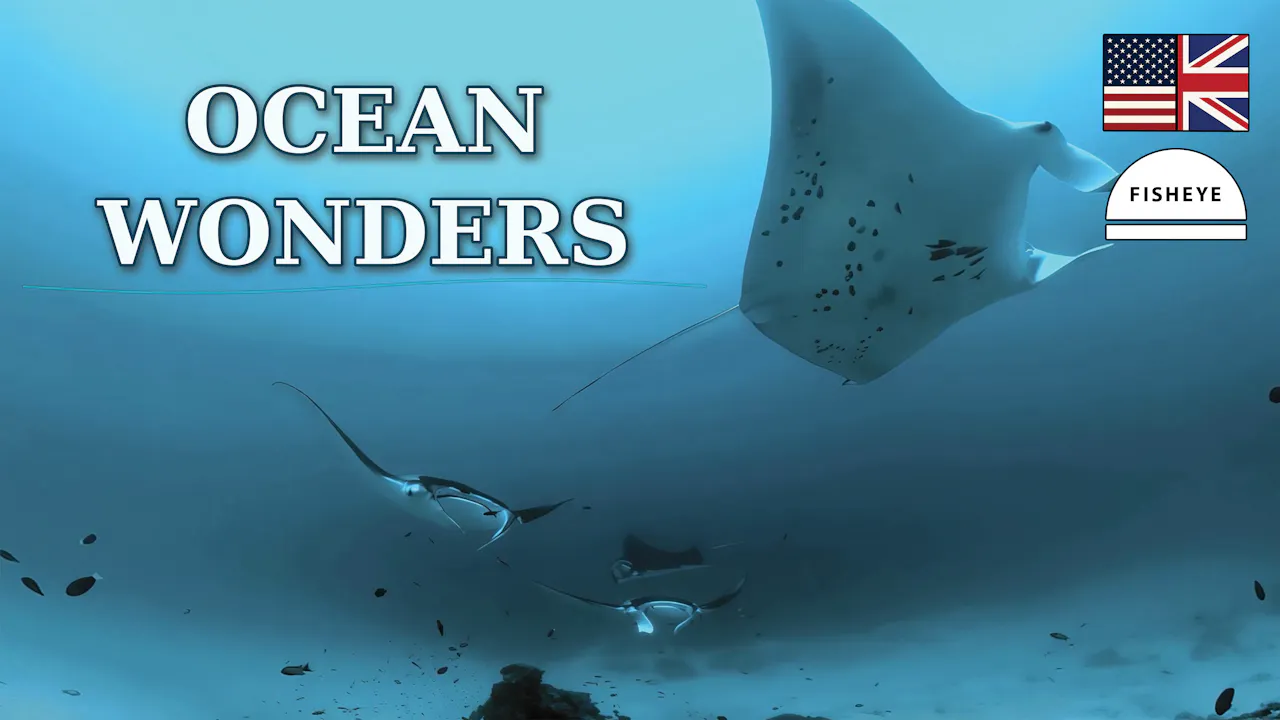 Ocean Wonders - English - 3 Days