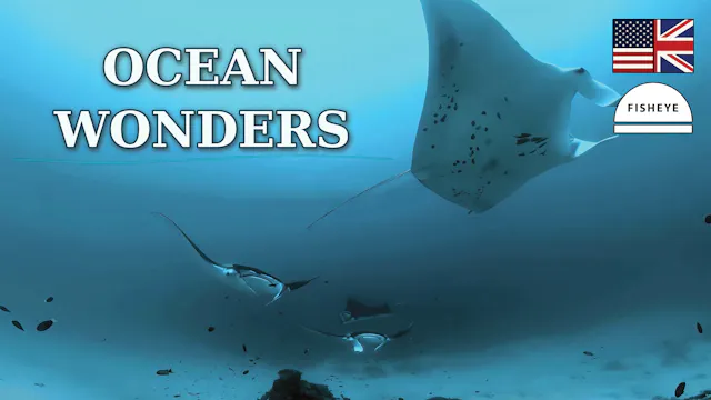 OceanWonders-25min-Fisheye-English-VimeoOTT