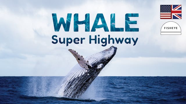 Whale Super Highway - 45min - Fisheye - English - Vimeo OTT
