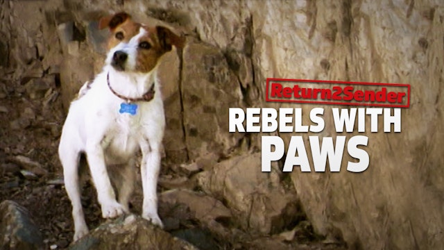 Rebels with Paws