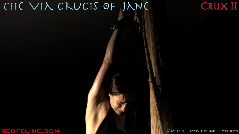 Red Feline Pictures Video