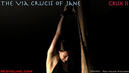 Red Feline Pictures Video