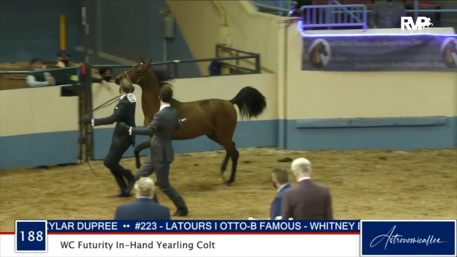 2020 MGN - Class 188 WC Futurity In-Hand Yearling Colt