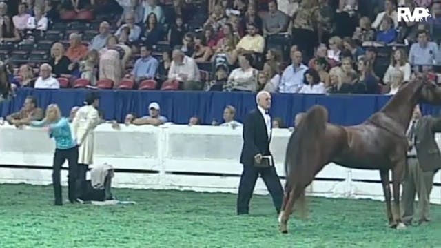 2010 World's Championship Horse Show ...