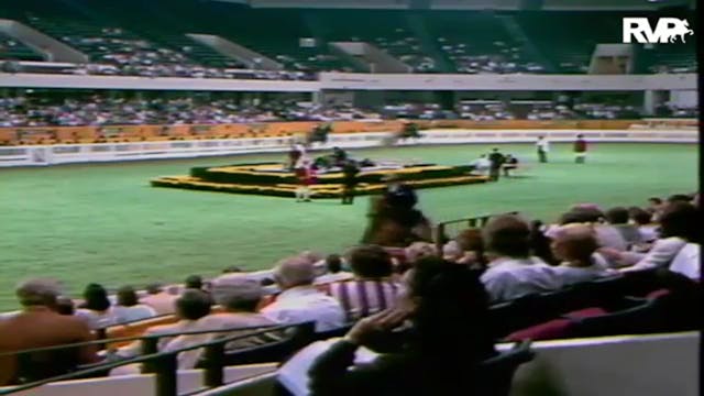 1986 WCHS - Class 59 - Three Gaited 1...