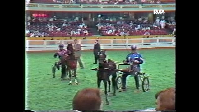 WCHS87 - American Hackney Horse and P...