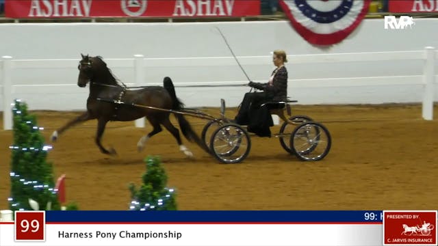 ASHAV 2020 - Class 99 Harness Pony Ch...