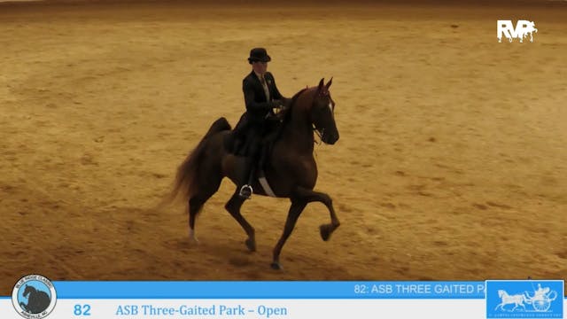 BR24 - Class 82 - ASB Three-Gaited Pa...