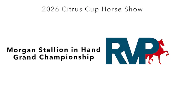 CC26 - Class 9 - Morgan Stallion in H...