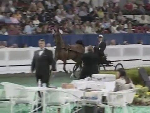 2008 WCHS Class 54 Junior Fine Harnes...