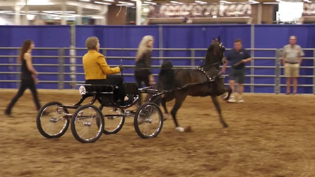 AAC24 - Class 90 - Harness Pony Amateur